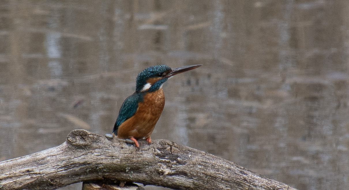 March: Kingfisher, Lackford Lakes, SWT